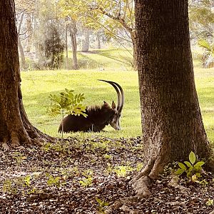Sable Antelope