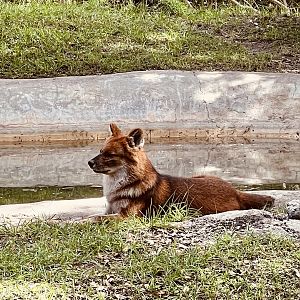 Dhole