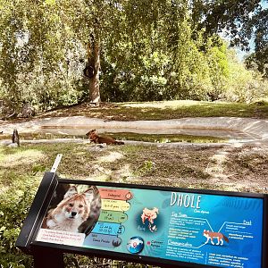 Dhole Exhibit