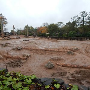 Elephants of the Asian Forest - Outdoor exhibit 221022