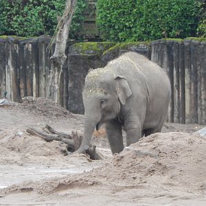 Elephants of the Asian Forest - South-east Asian elephant juvenile 221022