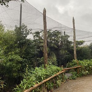 Elephants of the Asian Forest - Outdoor mixed aviary 221022