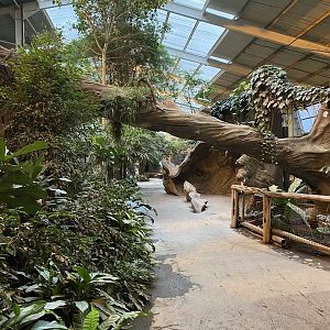 Elephants of the Asian Forest - Indoors 221022