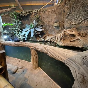 Elephants of the Asian Forest - Aquatic exhibit 221022