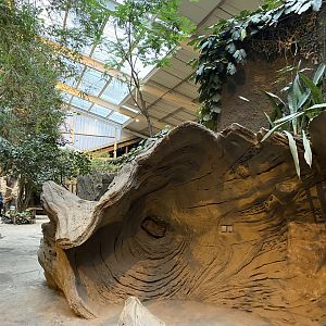 Elephants of the Asian Forest - Indoors 221022