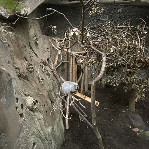 Elephants of the Asian Forest - North Luzon giant cloud rat exhibit 221022