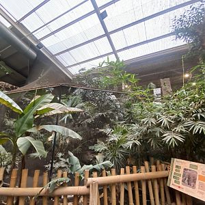 Elephants of the Asian Forest - Great hornbill aviary 221022