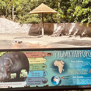 Pygmy Hippo Exhibit