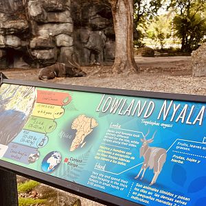 Lowland Nyala Exhibit