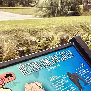 Western Lowland Gorilla