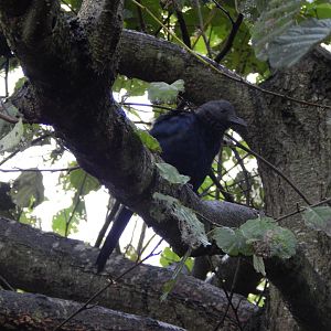 Tsavo National Bird Park Safari aviary - Red-winged starling 221022