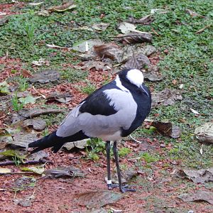 Tsavo National Bird Park Safari aviary - Blacksmith lapwing 221022