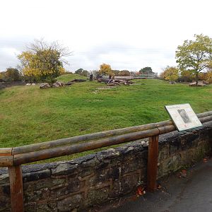 Eastern black rhinoceros enclosure 221022