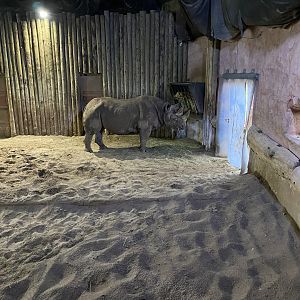 Eastern black rhinoceros enclosure 221022