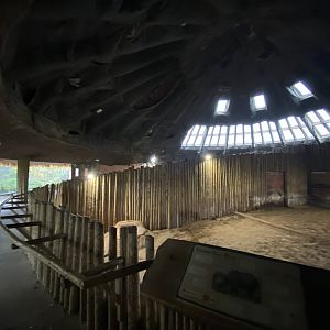 Eastern black rhinoceros enclosure 221022