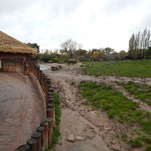 Eastern black rhinoceros enclosure 221022