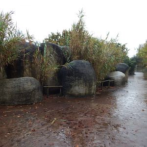 Walkway towards African wild dogs 221022