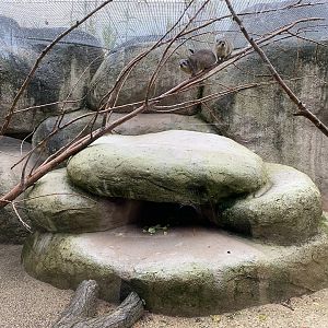 Cape hyrax enclosure 221022