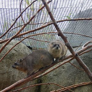Cape hyraxes 221022