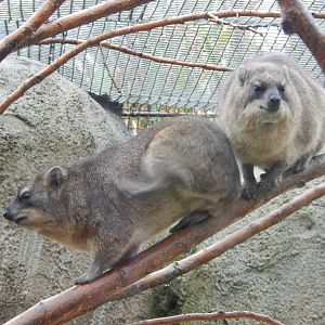 Cape hyraxes 221022