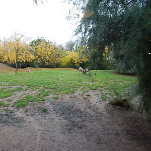 African wild dog enclosure 221022