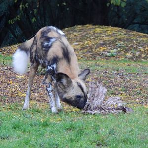 African wild dog 221022