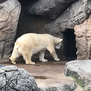 Polar Bear