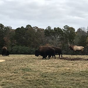 Bison and Elk at Prairie
