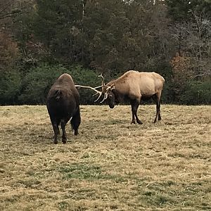 Bull Elk lowering head at Bison pt 2