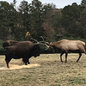Bull Elk lowering Head at Bison pt 3