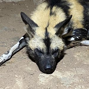 African wild dog 221022