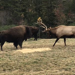 Bull Elk lowering Head at Bison pt 4