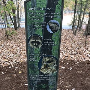 Dead Trees as Animal Habitat Sign