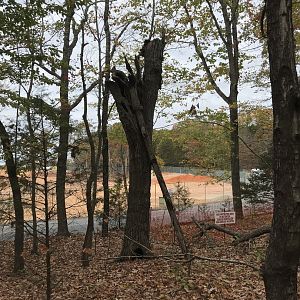 Large Dead Tree near Red Wolf