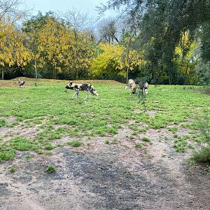 African wild dog enclosure 221022