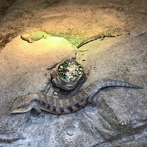 Desert: Blue-tongued Skink and Spiny-tailed Monitors