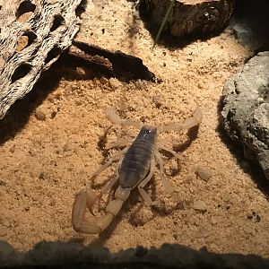 Desert Hairy Scorpion