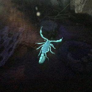 Desert Hairy Scorpion Glowing