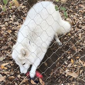 Arctic Fox digging for buried enrichment