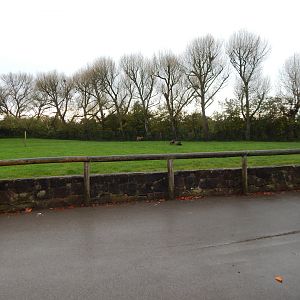 Western sitatunga enclosure 221022