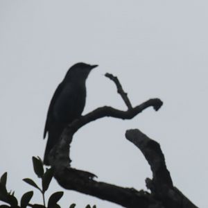 mauritius cuckooshrike black river national park