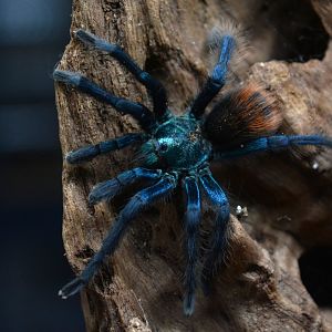 Mexican jade fuego tarantula (Aphonopelma mooreae)