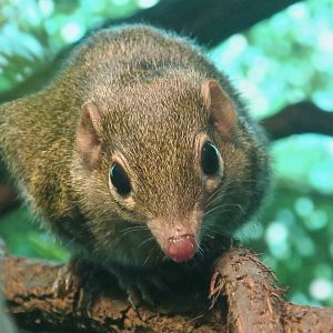 Northern Tree Shrew (Tupaia belangeri)