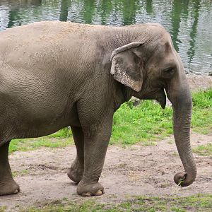 Indian Elephant (Elephas maximus indicus) "Happy"