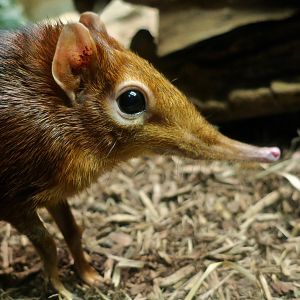 Black-and-Rufous Elephant Shrew (Rhynchocyon petersi)