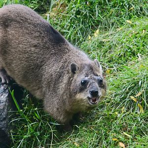 Rock Hyrax (Procavia capensis)