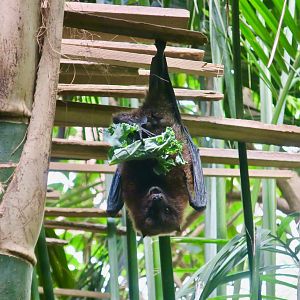 Rodrigues Flying Fox (Pteropus rodricensis)