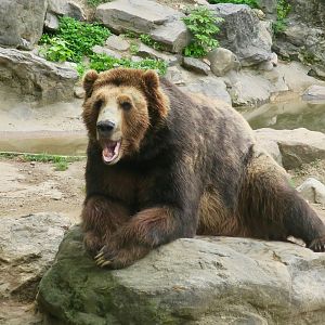 ABC Islands Brown Bear (Ursus arctos sitkensis)