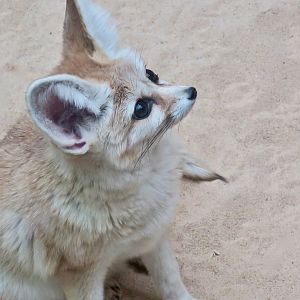 Fennec Fox (Vulpes zerda)