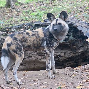Painted Dog (Lycaon pictus)